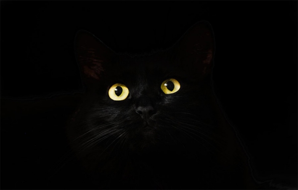 Gato encerrado en el PND