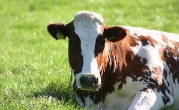 Par&iacute;s logra para septiembre un consejo de ministros europeo sobre Agricultura