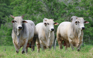 Nelore de ciclo corto, la opci&oacute;n de renta en las desafiantes tierras tropicales