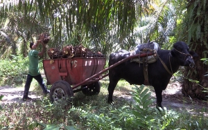 Exportaciones de aceite de palma crecer&aacute;n al 50 por ciento