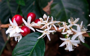 En marcha programa de renovaci&oacute;n cafetera en 2021