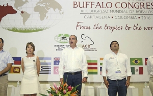 Con el apoyo del gobierno Colombia exportar&aacute; derivados del b&uacute;falo