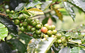 Caficultura colombiana reporta r&eacute;cords econ&oacute;micos y ambientales