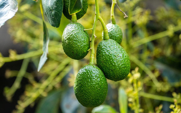Aguacate Hass colombiano, todo un record en apertura de mercados