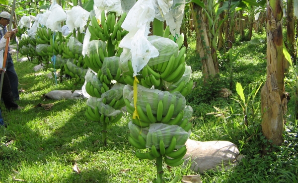 Augura lidera campaña de ayuda a damnificados del huracán Matthew