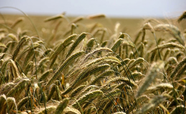 El agronegocio impone una guerra en el campo, afirma activista brasile&ntilde;o