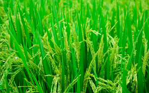 Vehemente llamado hizo Fedearroz al gobierno por bajos precios