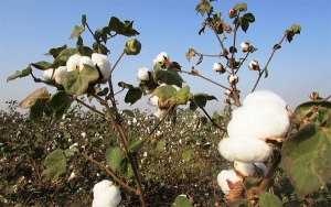 Agro, a retomar cultivos de algod&oacute;n y salvar 200 mil hect&aacute;reas de la coca