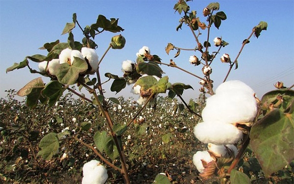 Agro, a retomar cultivos de algod&oacute;n y salvar 200 mil hect&aacute;reas de la coca