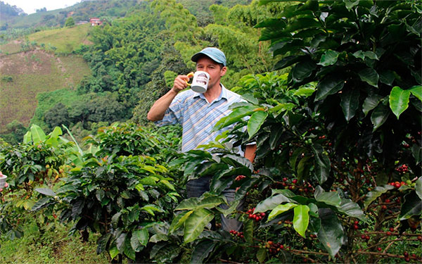 Alto nivel de precios invita a invertir en la prosperidad de la empresa cafetera