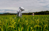 Arroceros piden cerco al contrabando, reducci&oacute;n en tasa del agua y seguridad