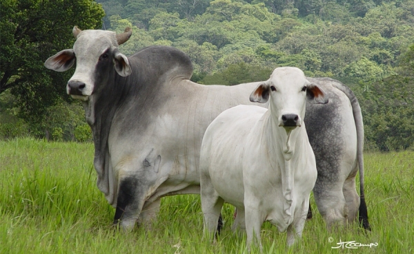 En asuntos de aftosa, las vacas no tienen color pol&iacute;tico: Fedegan
