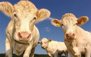 Negocio ganadero boliviano toma impulso en pandemia, China mayor cliente