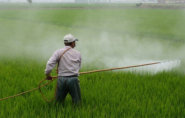 Fedearroz pide investigar origen de arroz contaminado con metales t&oacute;xicos