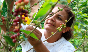 Capital operativo, reto para aprovechar coyuntura de precios de caf&eacute;