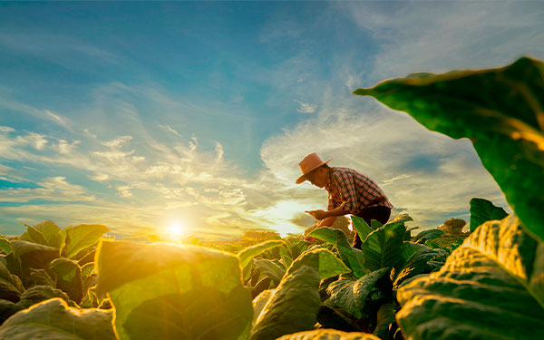 Agricultura ahora cuenta con cr&eacute;dito sostenible para el agro, BBVA