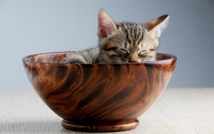 Con La Equidad se asegura hasta el gato