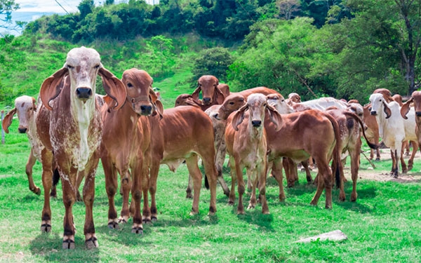 Frigor&iacute;ficos advierten por desabastecimiento y altos precios de la carne
