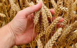 Crisis alimentaria: pa&iacute;ses proh&iacute;ben exportaciones