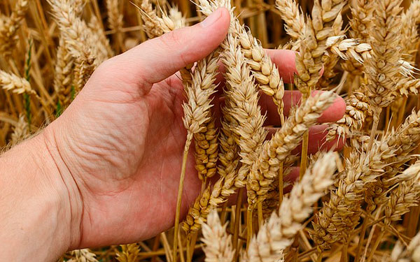 Crisis alimentaria: pa&iacute;ses proh&iacute;ben exportaciones