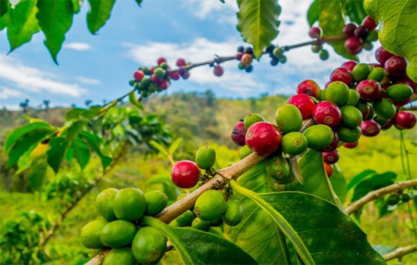 Por la magnitud de la crisis, ayuda a cafeteros es insuficiente