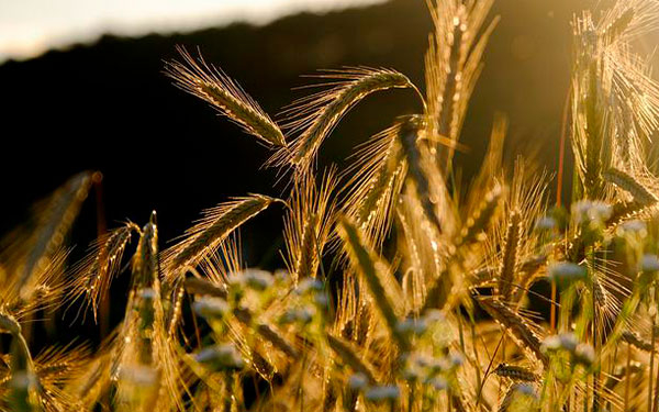 &iquest;Mito o amenaza real? Las verdaderas causas de la posible crisis alimentaria