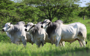 Hacienda San Jos&eacute;: Nelore, productividad, innovaci&oacute;n y sostenibilidad