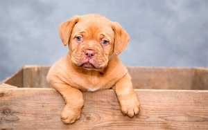 Cerrar mercados de animales vivos no evita el coronavirus