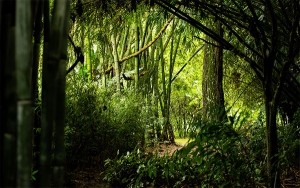 Por la vida, los guaduales lloran y s&iacute; tienen alma