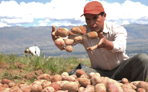 Fedepapa: Fe por buen 2024, pero mantiene alertas sanitarias encendidas