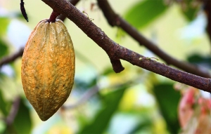 Balance con aroma a chocolate: Cacao cierra a&ntilde;o con crecimiento en producci&oacute;n