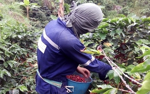 Lanzan alerta cafetera por niveles de Broca