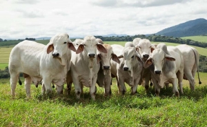 La gen&eacute;tica bovina no tiene un due&ntilde;o en particular, es del mundo: ABCZ