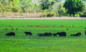 Taller Regional del Plan Nacional de Desarrollo para la Orinoquia