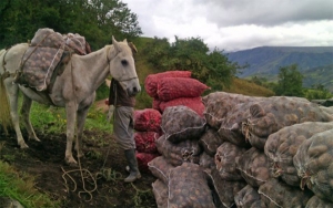 Banco Agrario de Colombia, la institucionalidad financiera de la ruralidad