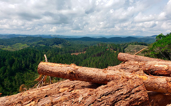 Colombia, reserva forestal en potencia
