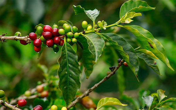 Vienen mejores momentos para la caficultura colombiana: Germ&aacute;n Baham&oacute;n