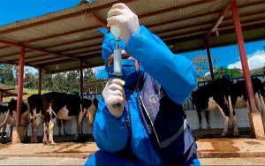 Protegidos contra aftosa 10 millones de bovinos en ciclo de vacunaci&oacute;n