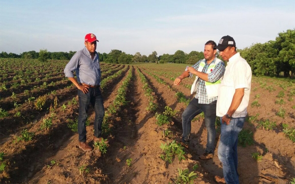 Productores de yuca sustituyen importaciones y generan exportaciones