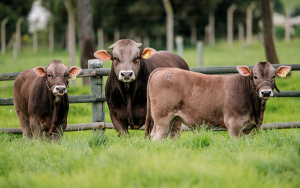 Ganado Pardo Suizo, ideal para cruces y repoblamiento en el tr&oacute;pico