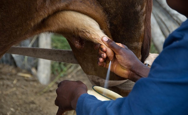 Con importaciones la vaca lechera si es una vaca cualquiera