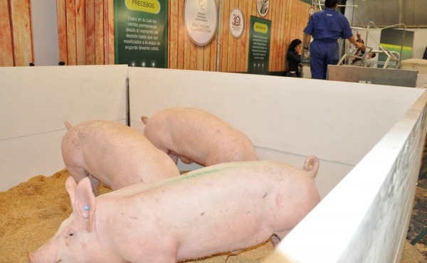 Agroexpo tendr&aacute; seminario internacional de porcicultura
