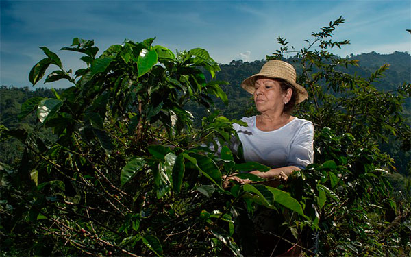 FNC, pilar empresarial y de sostenibilidad en proyectos de mujeres cafeteras