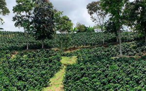 Caf&eacute; en Colombia, lleg&oacute; la hora de hacer cuentas