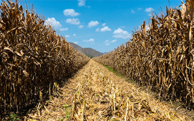 Fenalce: ma&iacute;z amarillo, trigo y torta de soya, m&aacute;s importados en Colombia