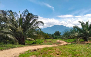 H&iacute;bridos interespec&iacute;ficos, una soluci&oacute;n, no un plan B