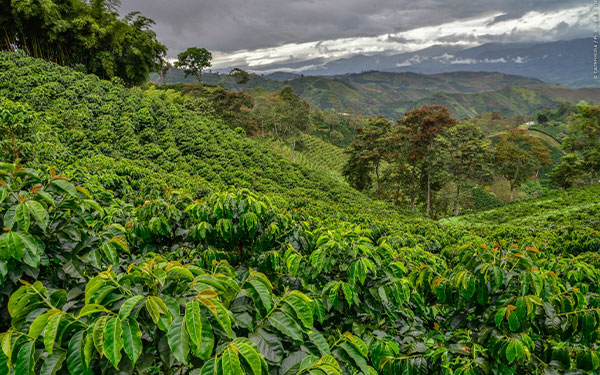 Suministro de fertilizantes en Colombia hasta mayo o junio: Montenegro