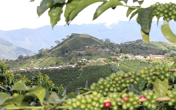 Caf&eacute; bendito del Cauca, un sacrilegio no tomarlo