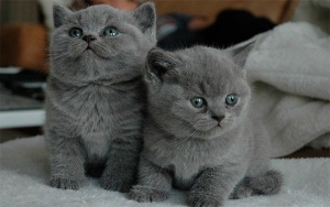Positiva lanza seguro innovador que incluye hasta el gato