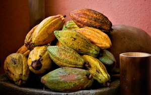 En Neiva present&oacute; credenciales la iniciativa Cacao Inclusivo Sostenible